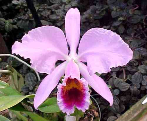 Cattleya percivaliana